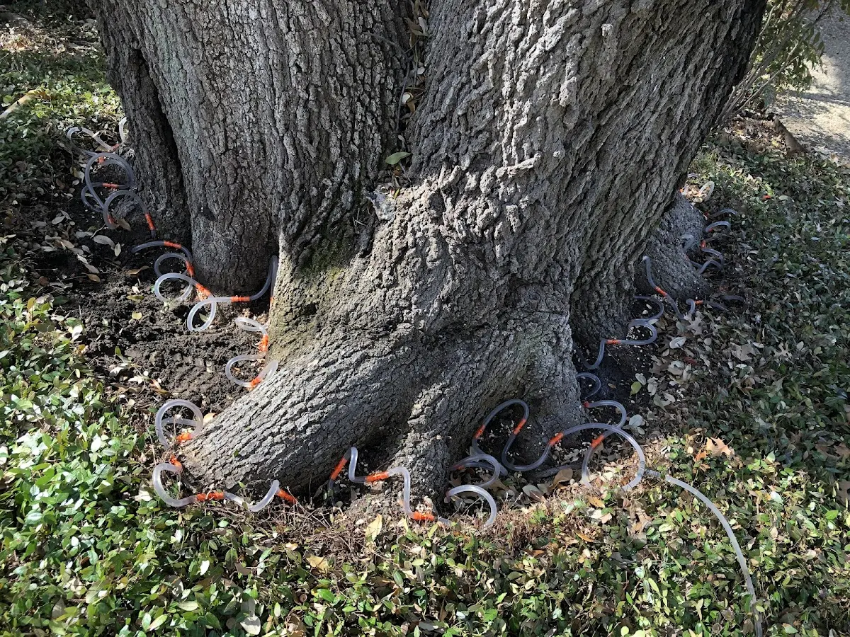 Detailed Tree Cabling and Bracing job site in Maggie Valley