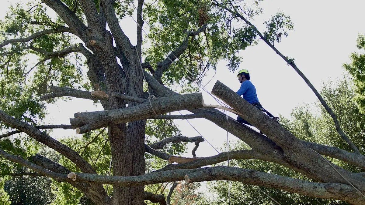 Professional Crown Thinning performed by certified arborists in Maggie Valley