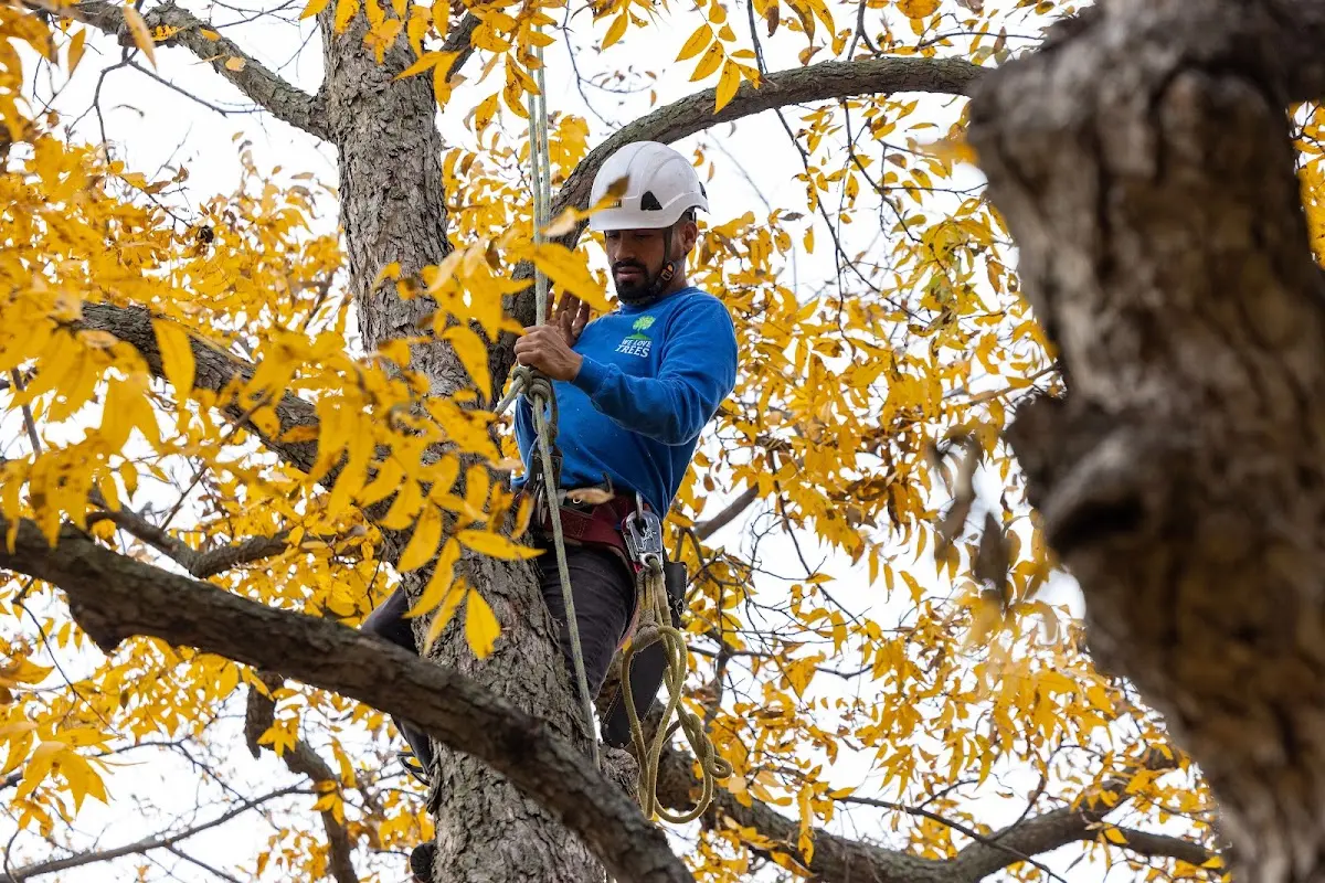 Skilled Tree Pruning crew working in Maggie Valley