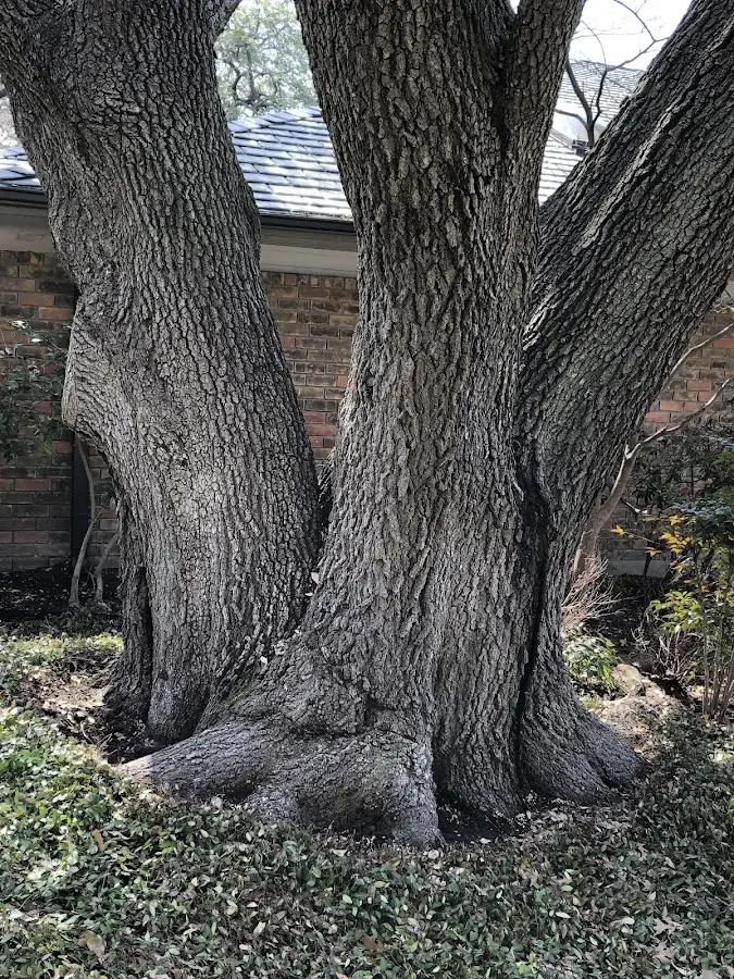 Mature heritage tree close to a Maggie Valley property cared for by certified arborists
